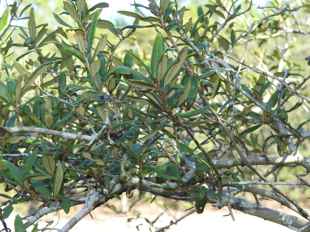 sand live oak in October 2023 by Mark Kenderdine · iNaturalist