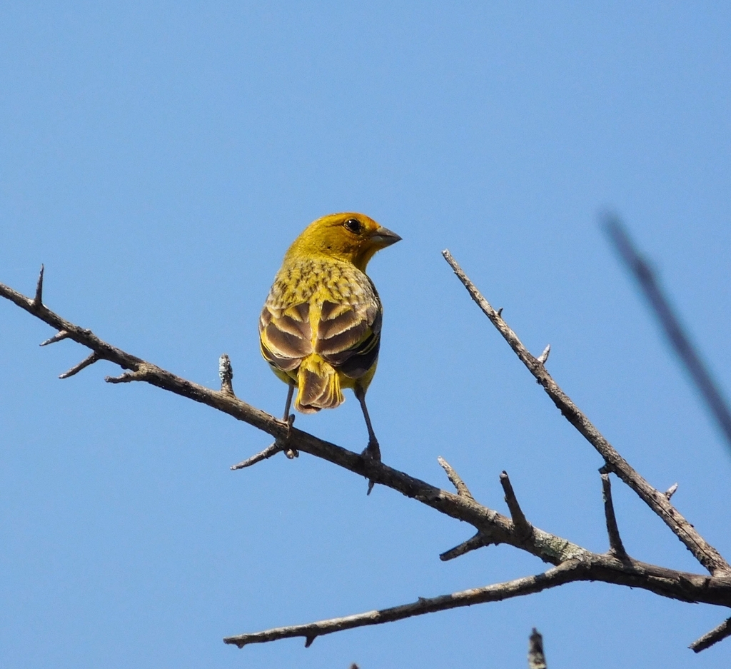 Saffron Finch from San Cayetano, Corrientes, Argentina on October 29