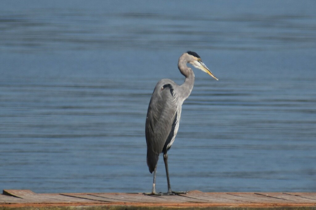 Great Blue Heron from 24 State Campground Rd, Guntersville, AL 35976 on