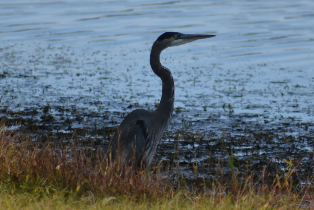 Great Blue Heron from 24 State Campground Rd, Guntersville, AL 35976 on