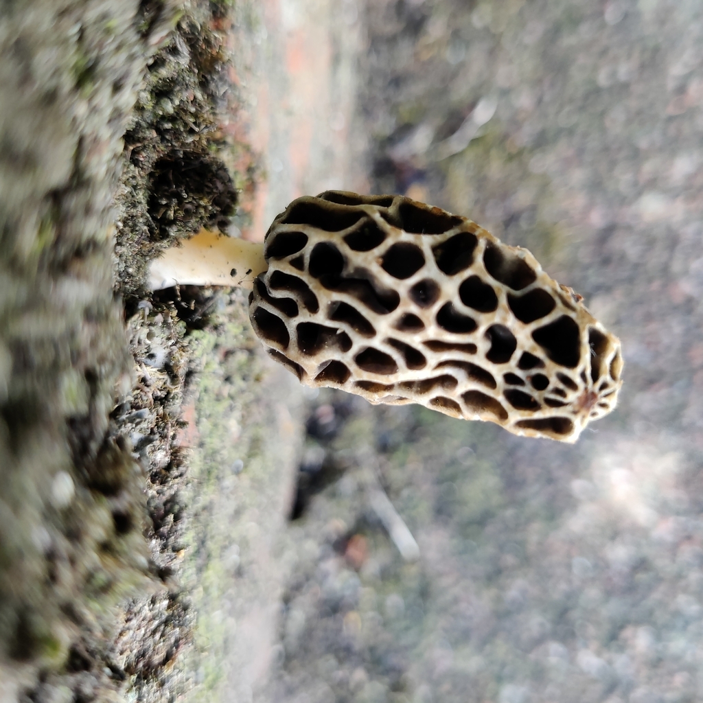 true morels from Kelburn, Wellington, New Zealand on November 1, 2023