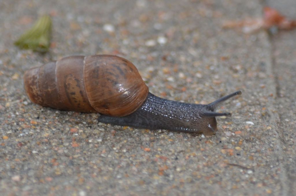 decollate snail (Terrestrial Mollusks of Alabama) · iNaturalist