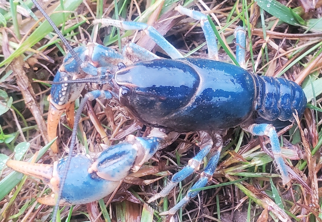 Upland Burrowing Crayfish from Rosslyn, KY 40380, USA on October 30