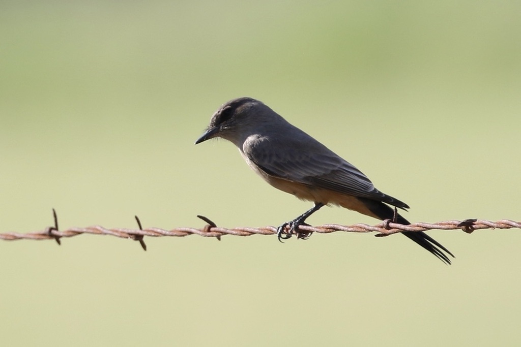 Say's Phoebe from AbramPerezville, TX, USA on November 3, 2023 at 04