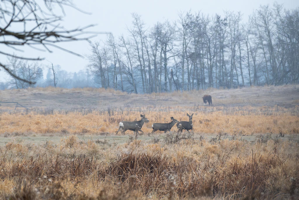 Rocky Mountain Mule Deer from Westlock County, AB, Canada on November 4