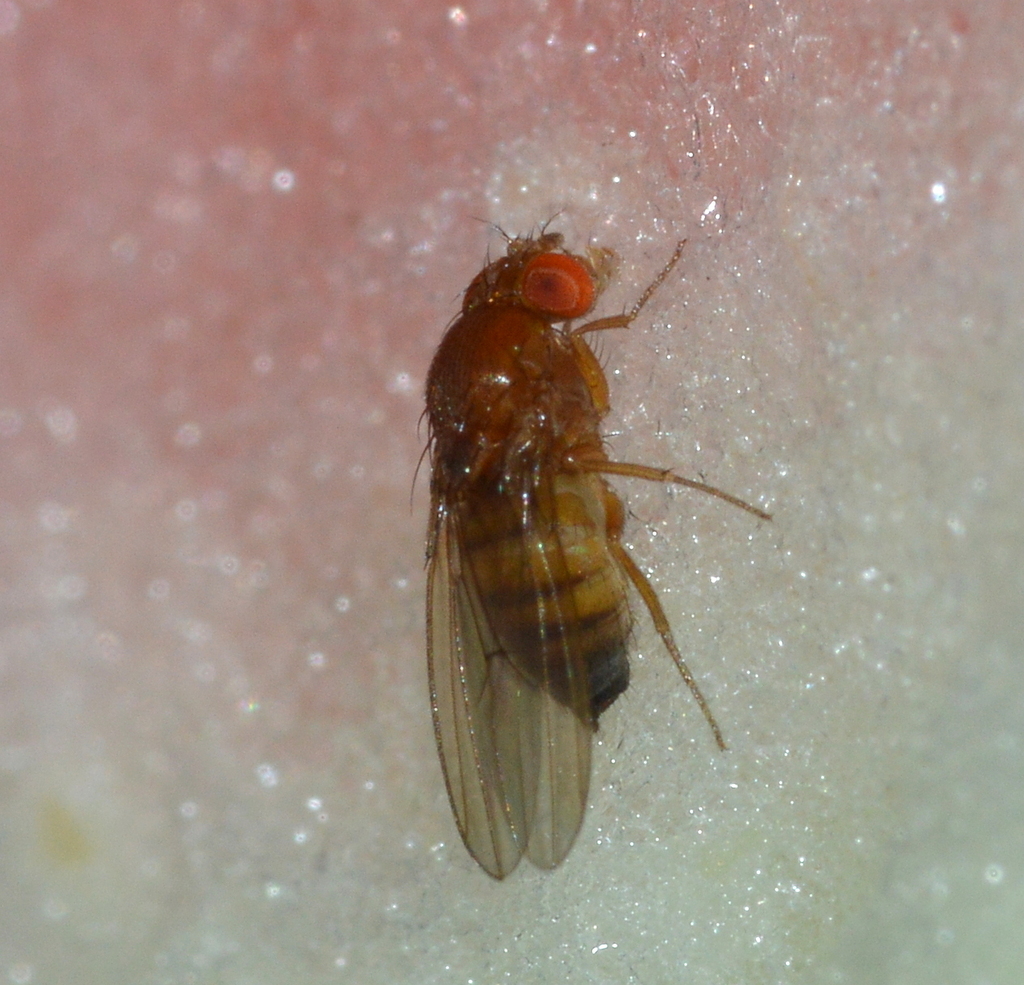 Spottedwinged Drosophila from Mercer County, KY, USA on November 4
