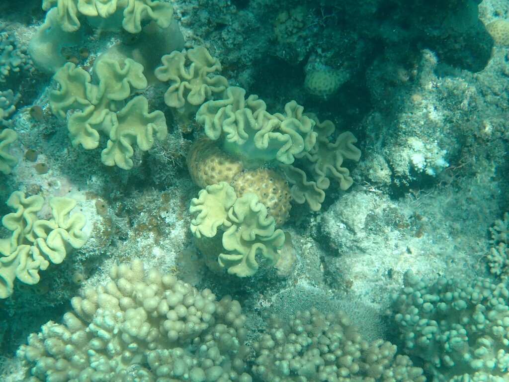 Toadstool Leather Corals from Mackay Reef, QLD, Australia on October 24