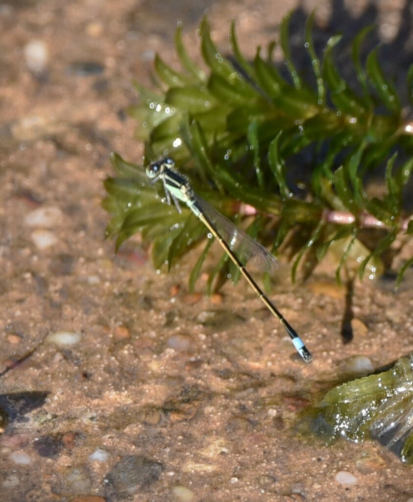 Rambur's Forktail from Kurth Lake area Near Lufkin TX on November 5