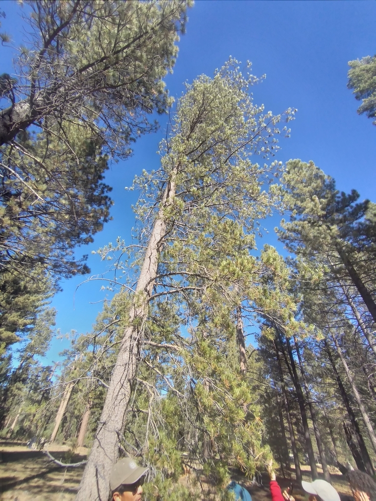lodgepole pine from 22905 B.C., México on November 3, 2023 at 0242 PM