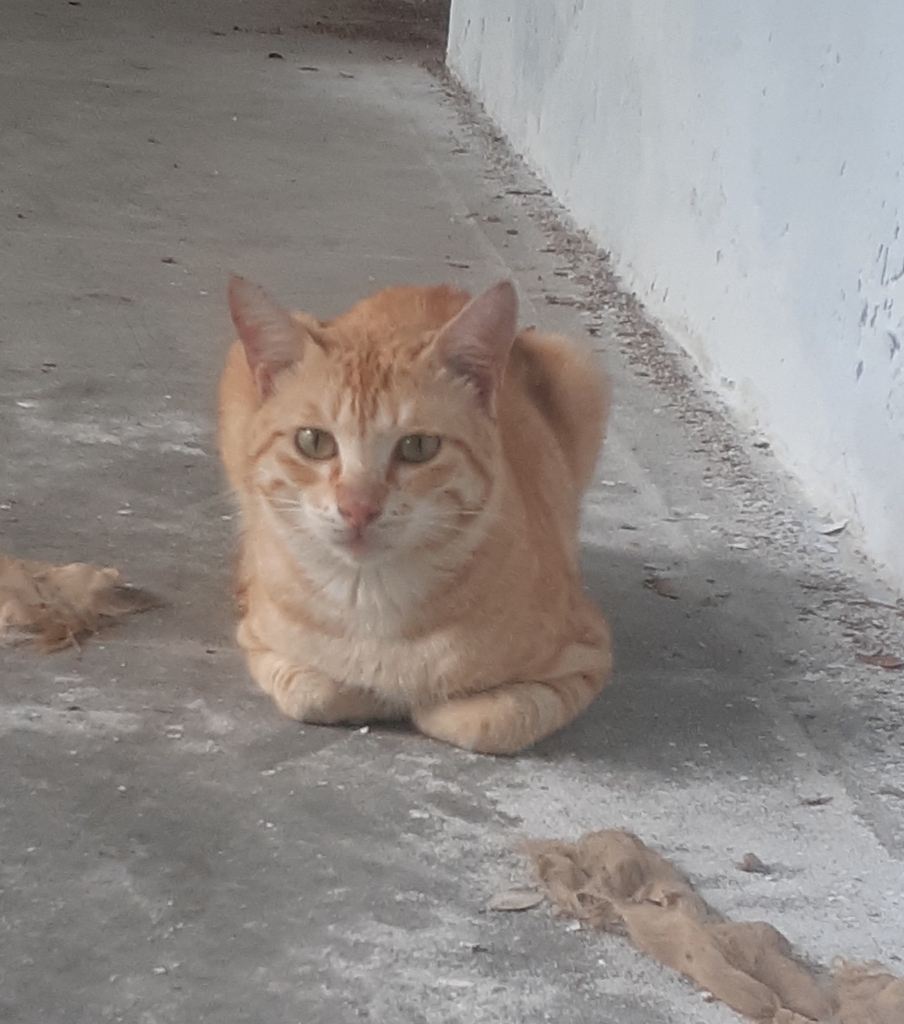 Domestic Cat from Kailasapuram, Mylapore, Chennai, Tamil Nadu, India on
