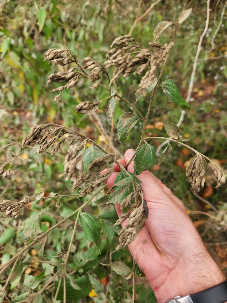 elmleaved goldenrod from Northwest Carrollton, Carrollton, TX, USA on