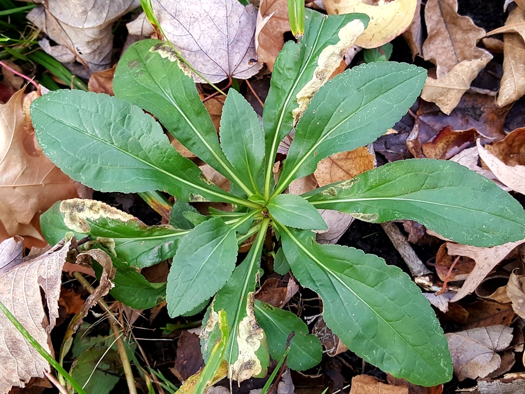 Swamp Goldenrod from Bardonia, NY, USA on November 10, 2023 at 0358 PM