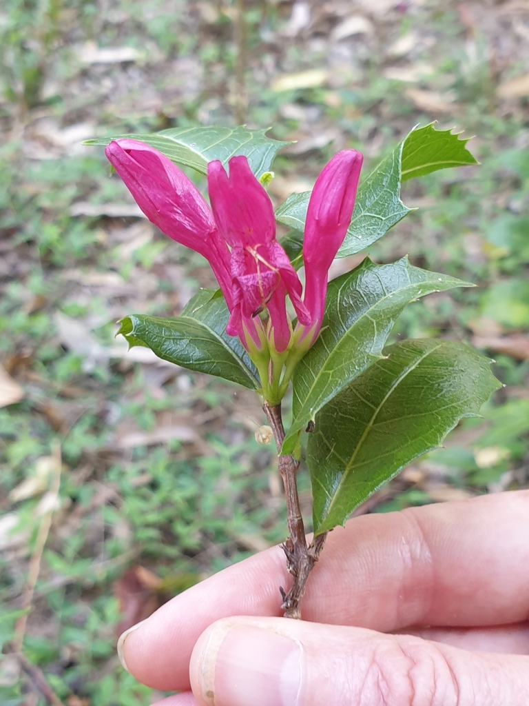 Mount Blackwood holly from Kareela NSW 2232, Australia on November 11