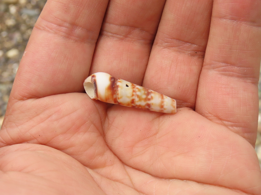 Variegated Turret Snail from Santa Marta, Magdalena, Colombia on August
