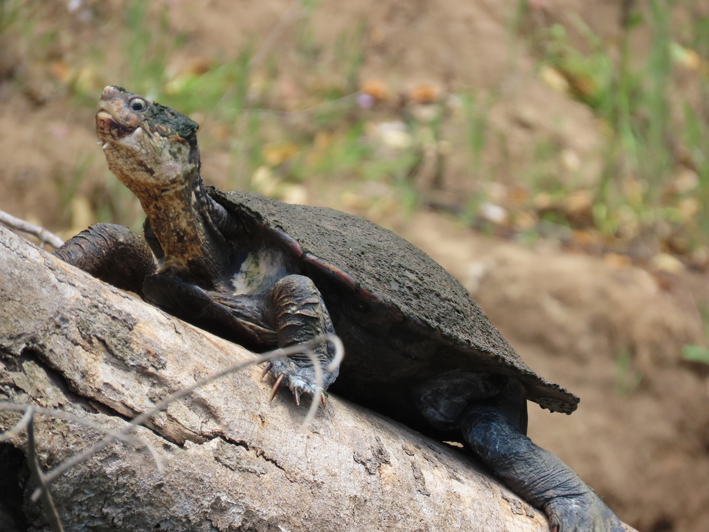 Whitethroated Snapping Turtle from Pioneers Rest QLD 4650, Australia