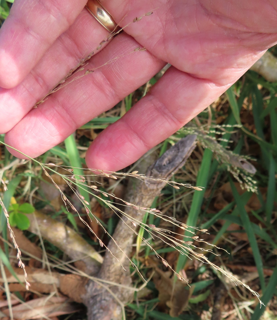 guinea grass from Mobitou Park, Hengchun Township, Pingtung County