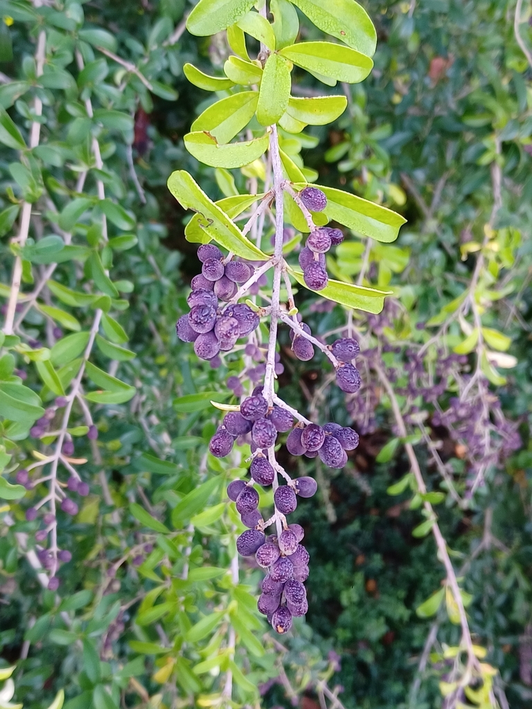 Quihoui privet from Overton Woods, Fort Worth, TX 76109, USA on