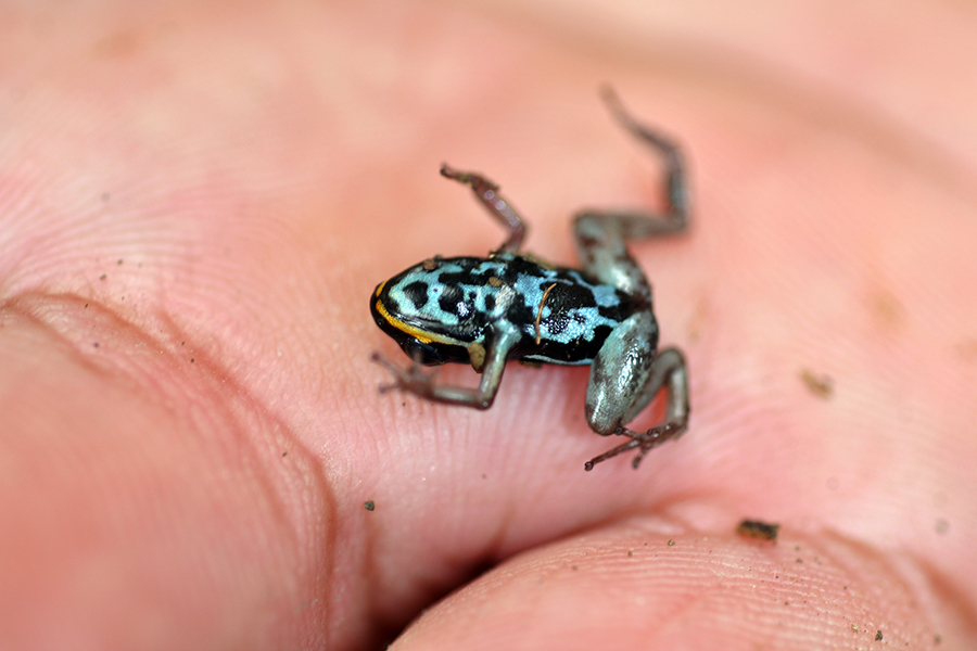 Striped PoisonDart Frog (Amphibians of Costa Rica's Southern Caribbean