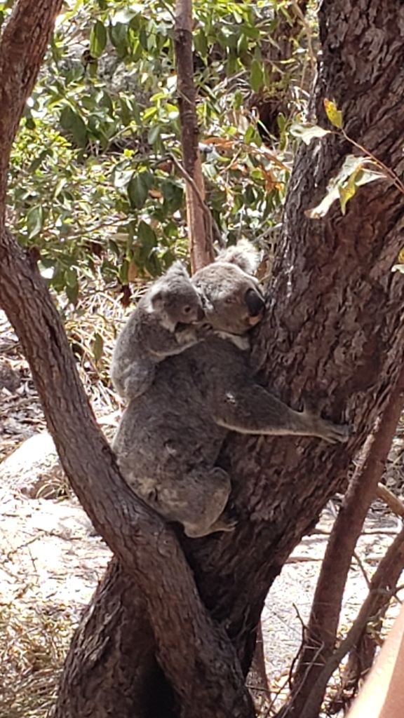 Koala from Horseshoe Bay QLD 4819, Australia on November 16, 2023 at 10