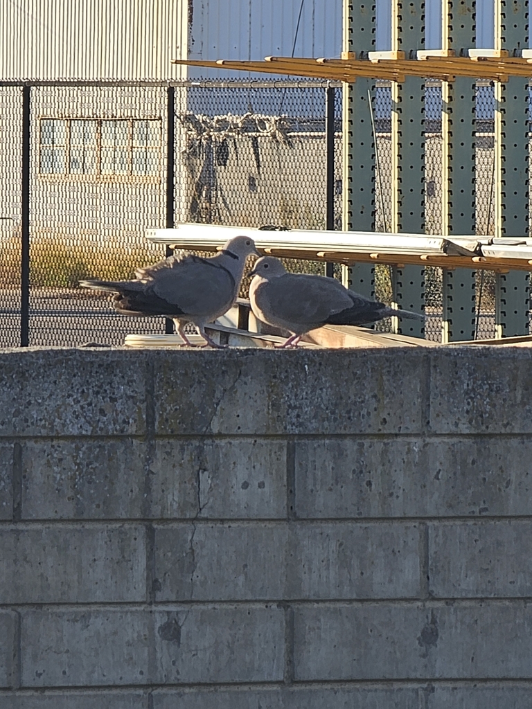 Eurasian CollaredDove from Port Hueneme, CA 93043, USA on November 16