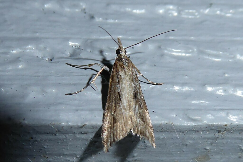 Mosseating Crambid Snout Moths from Waikouaiti, New Zealand on