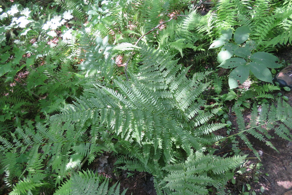 northern lady fern from Preston Pond, Bolton, VT 05465, USA on August