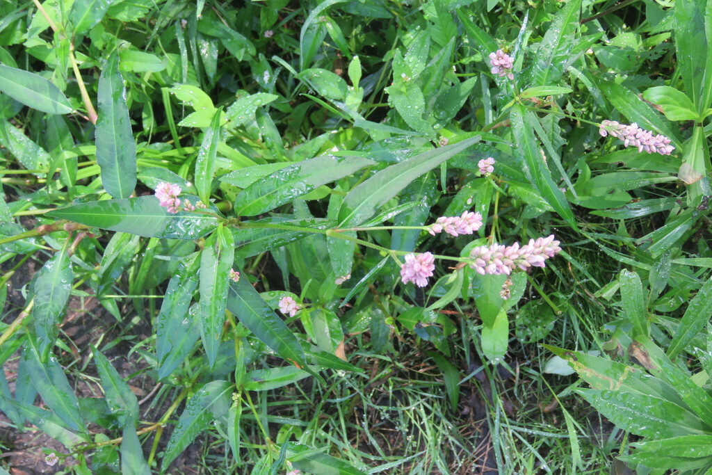 Polygonoideae from Preston Pond, Bolton, VT 05465, USA on August 18