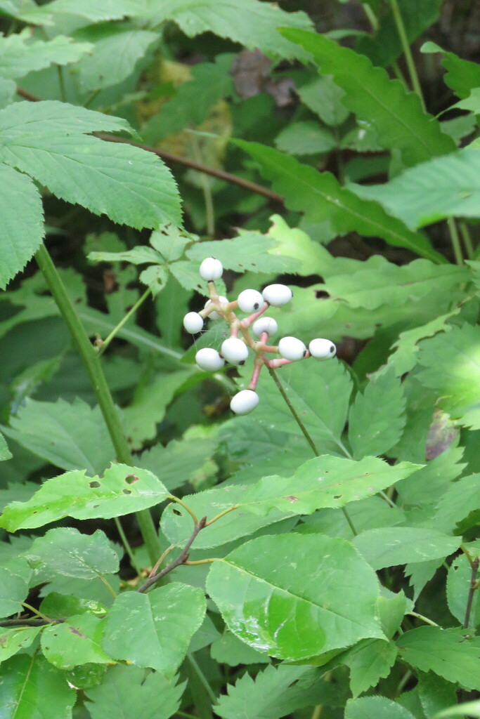 white baneberry from Preston Pond, Bolton, VT 05465, USA on August 18