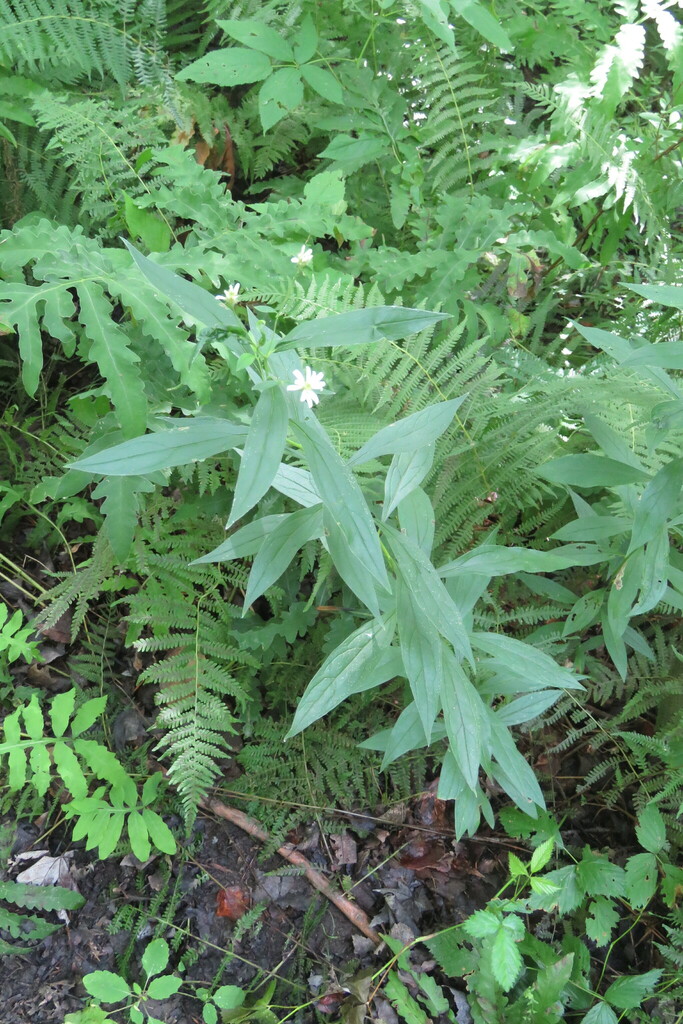 flattop white aster from Preston Pond, Bolton, VT 05465, USA on August