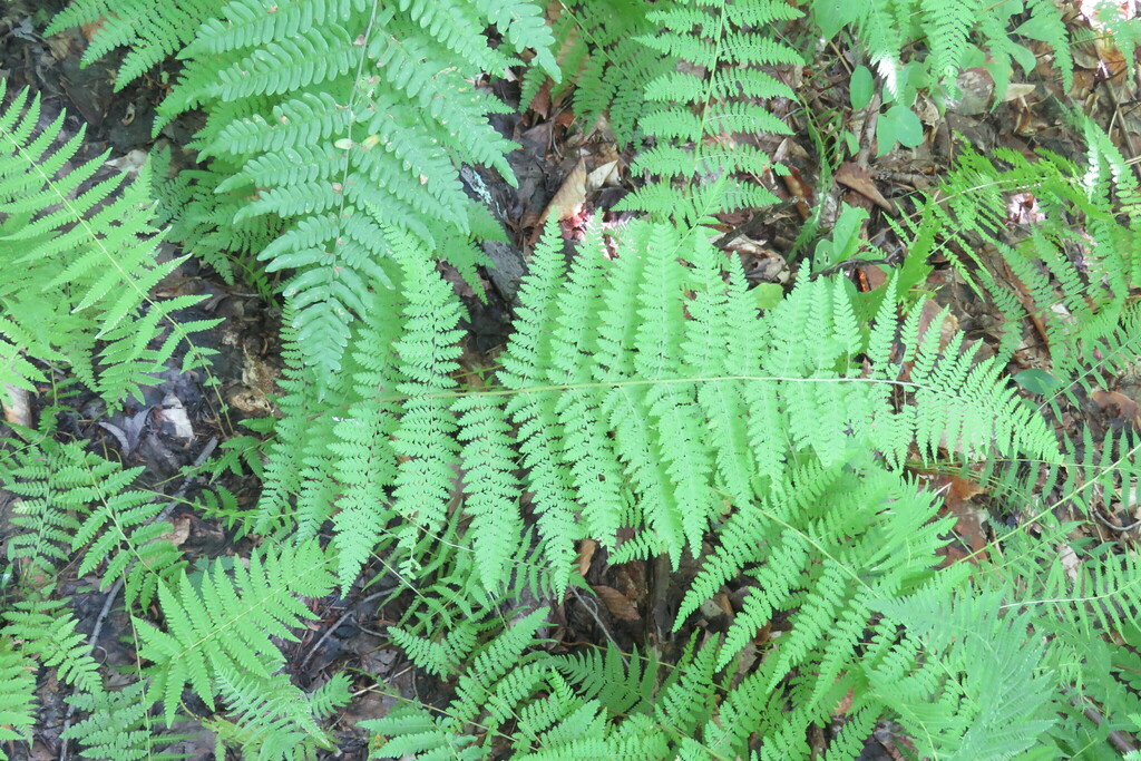 hayscented fern from Preston Pond, Bolton, VT 05465, USA on August 18