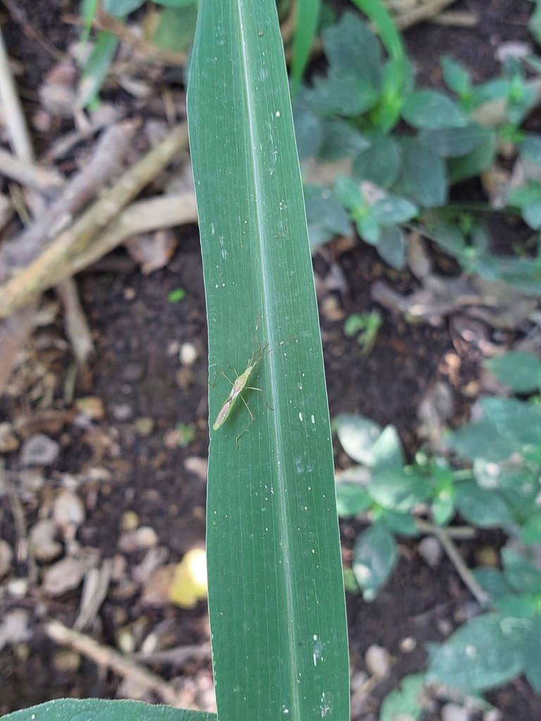 True Bugs, Hoppers, Aphids, and allies from 63786 Nay., México on