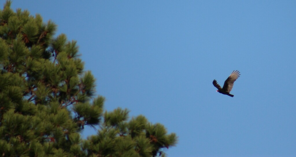 Turkey Vulture from Upshur County, TX, USA on November 20, 2023 at 03