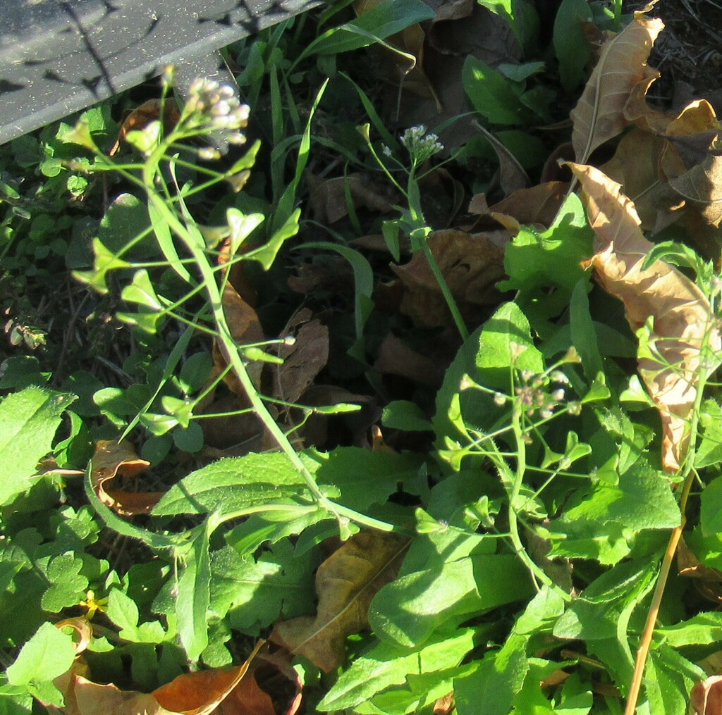 shepherd'spurse from 121 Fifth St, Lexington, Lee Co, TX, USA on