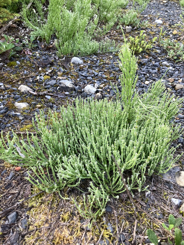 field horsetail from ColumbiaShuswap, BC, Canada on June 16, 2023 at