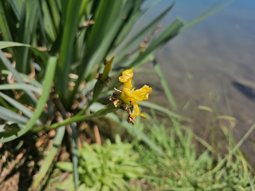 irises and allies from Bojanala, ZANW, ZA on November 19, 2023 at 01