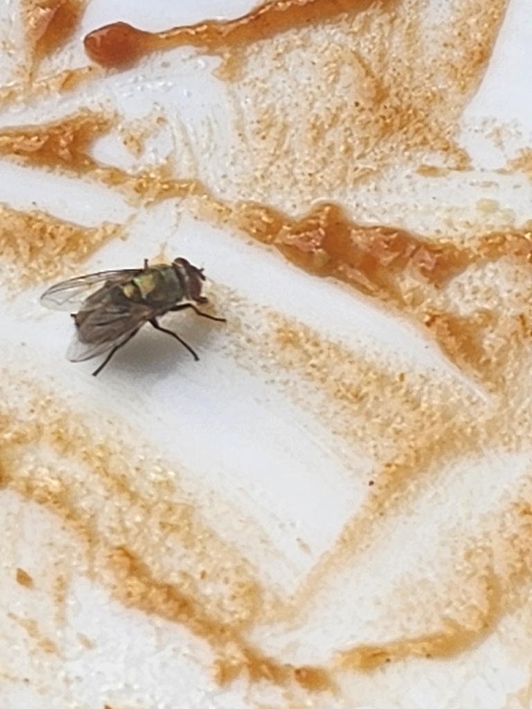 Greenbottle Flies from Riverland Village, Fort Lauderdale, FL 33312