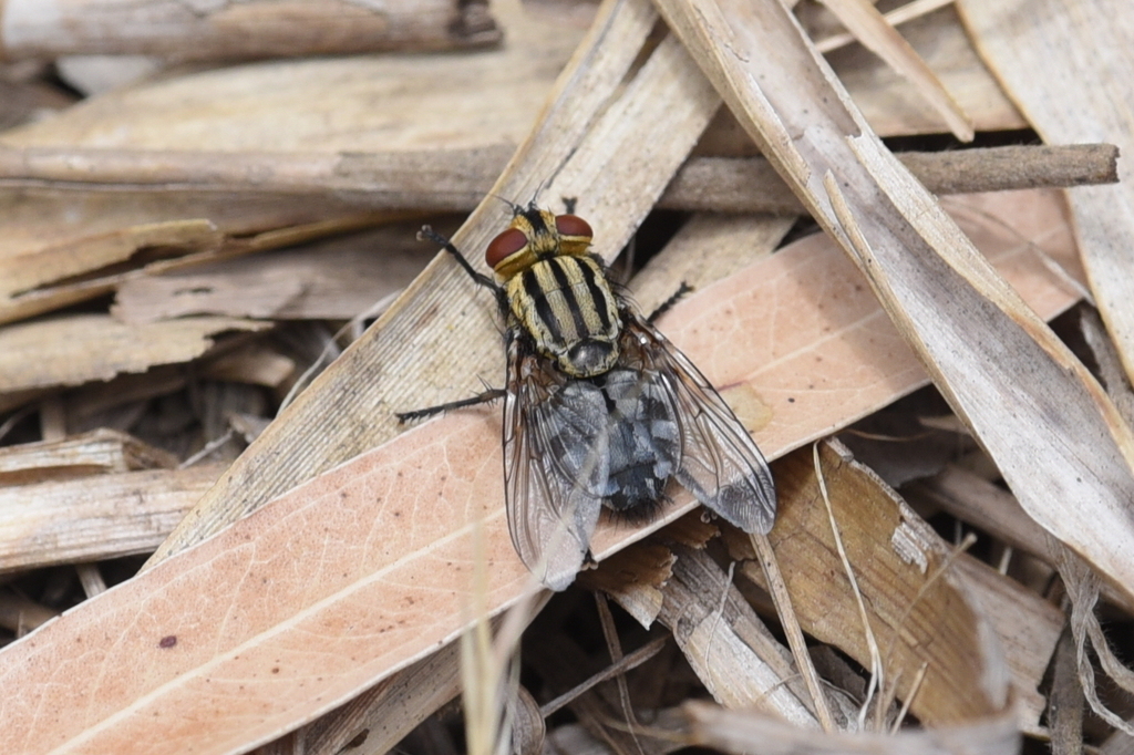 Bot Flies, Blow Flies, and Allies from Melbourne VIC, Australia on