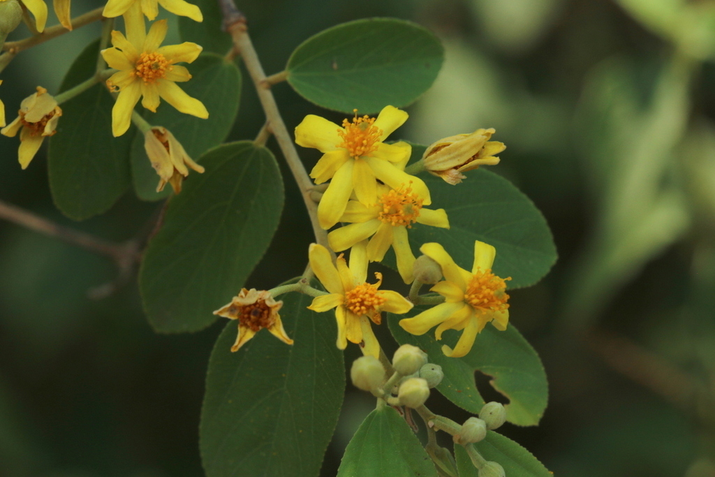 Sandpaper Raisin from Skukuza Lower Sabie Rd, Mpumalanga, 1350, South Africa on November 12