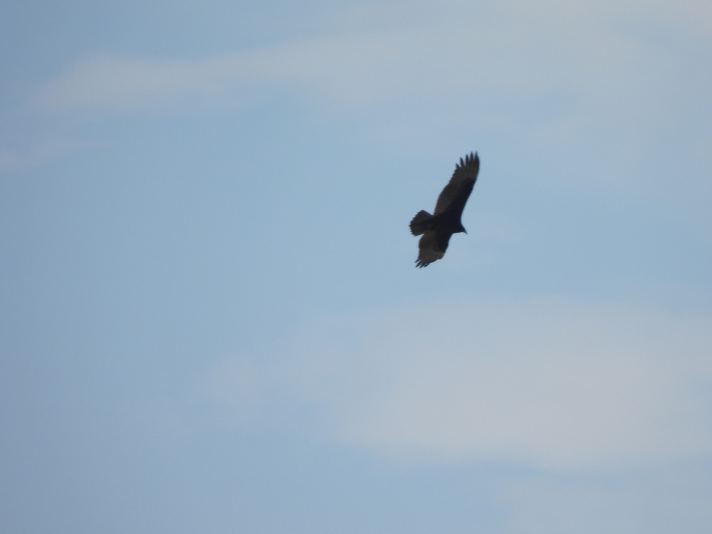 Turkey Vulture from Grayson County, TX, USA on November 25, 2023 at 1143 AM by charley