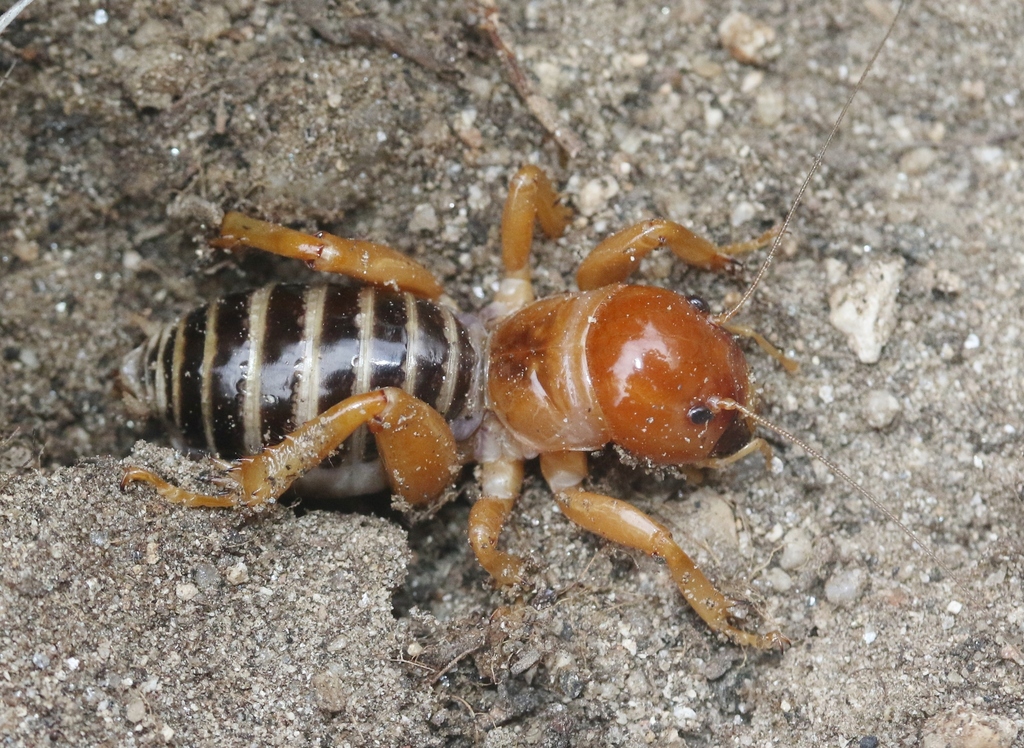 North American Jerusalem Crickets from Warner Springs, CA 92086, USA on