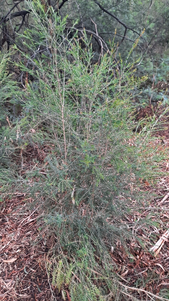 Sifton Bush from Syndal VIC 3149, Australia on November 26, 2023 at 05