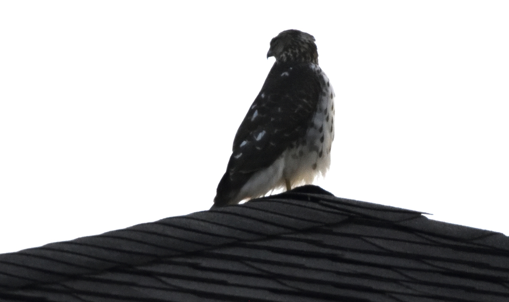 Cooper's Hawk from Elkins, WV 26241, USA on November 25, 2023 at 0557