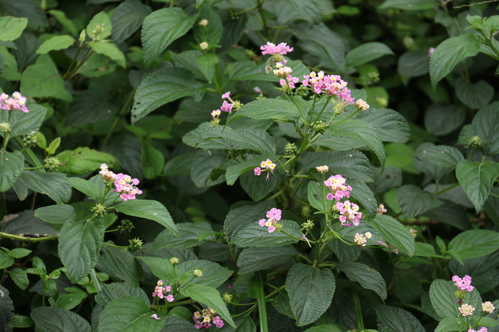 common lantana from Prospect Hall, Durban North, 4051, South Africa on November 25, 2023 at 01