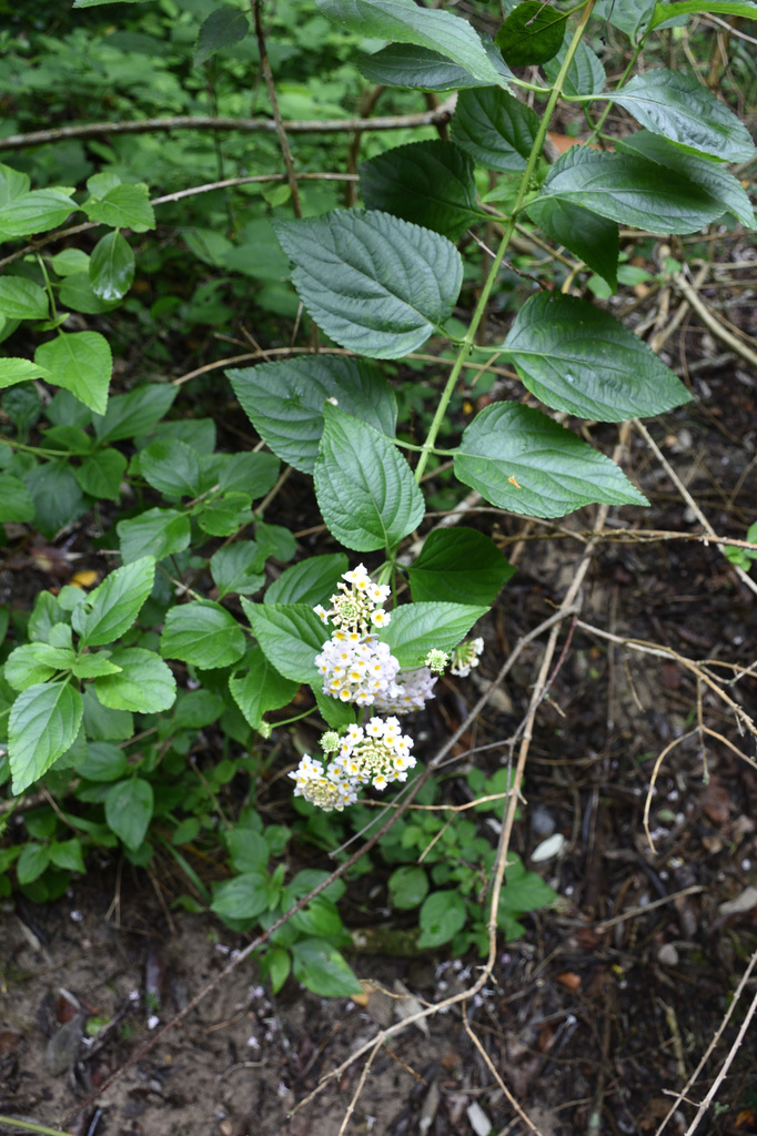 common lantana from Blue Bend, East London, 5241, South Africa on
