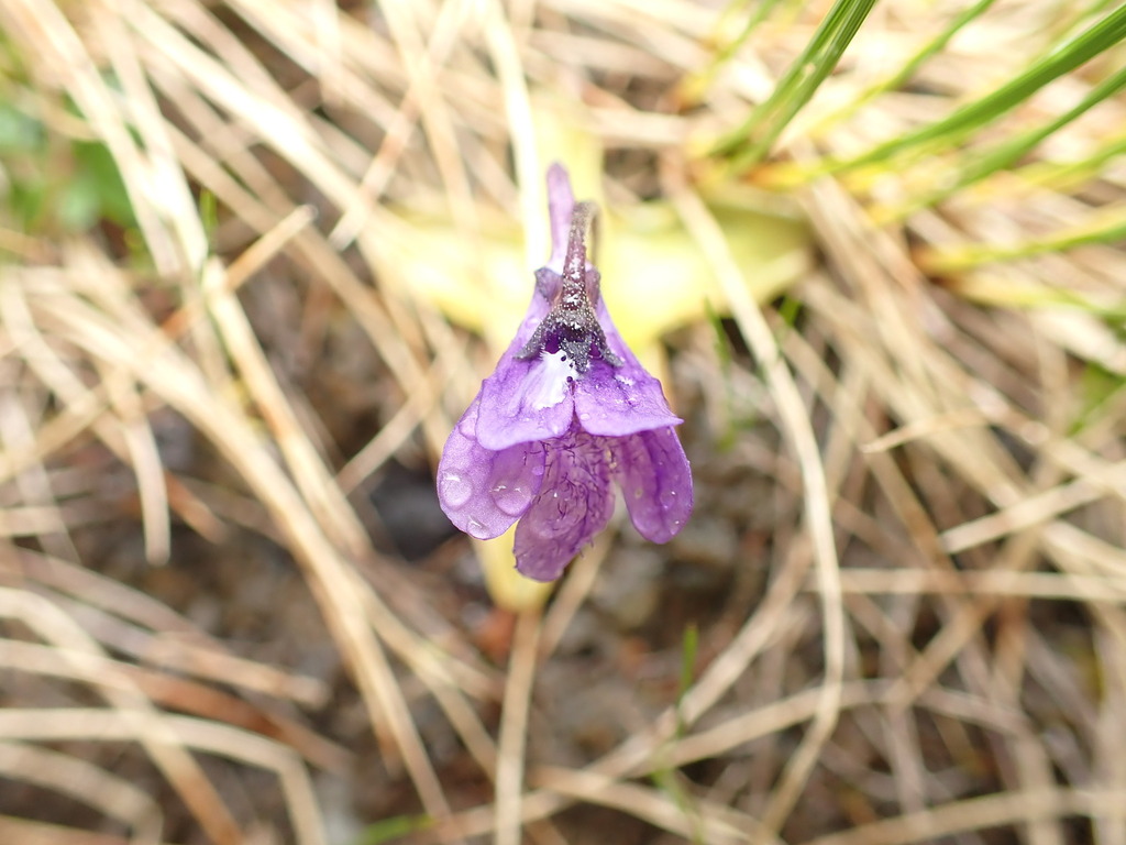 Common Butterwort from ColumbiaShuswap, BC, Canada on June 16, 2023 at