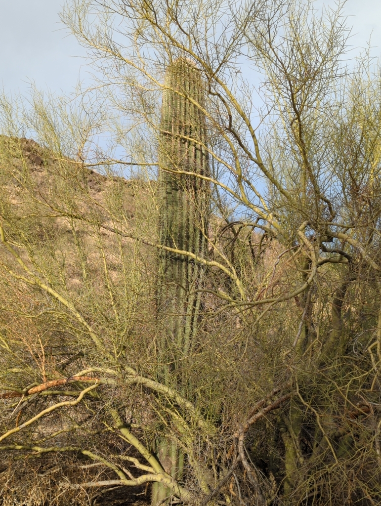 saguaro from 7th St & Tapatio Cliffs Dr, Phoenix, AZ, USA on November