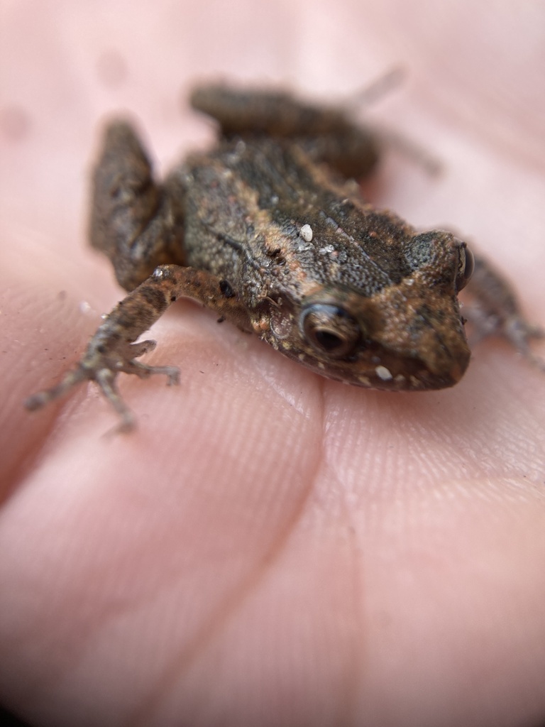 Greenhouse Frog from Alachua County, FL, USA on November 28, 2023 at 09
