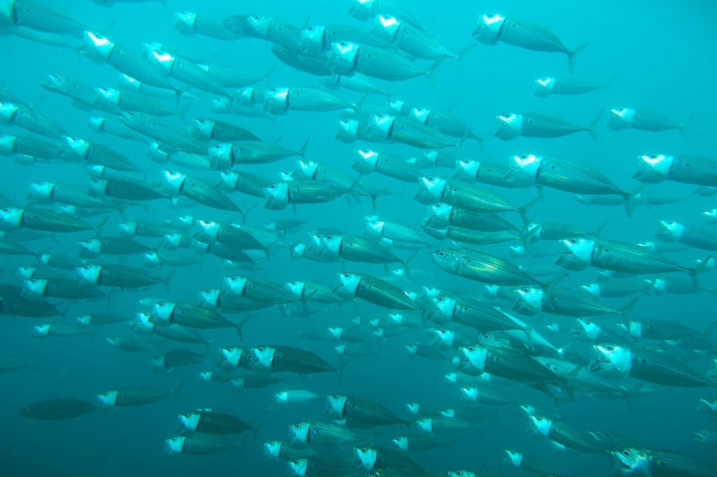 Longjaw mackerel from Kenya on November 29, 2023 at 0911 AM by marieaurelia · iNaturalist