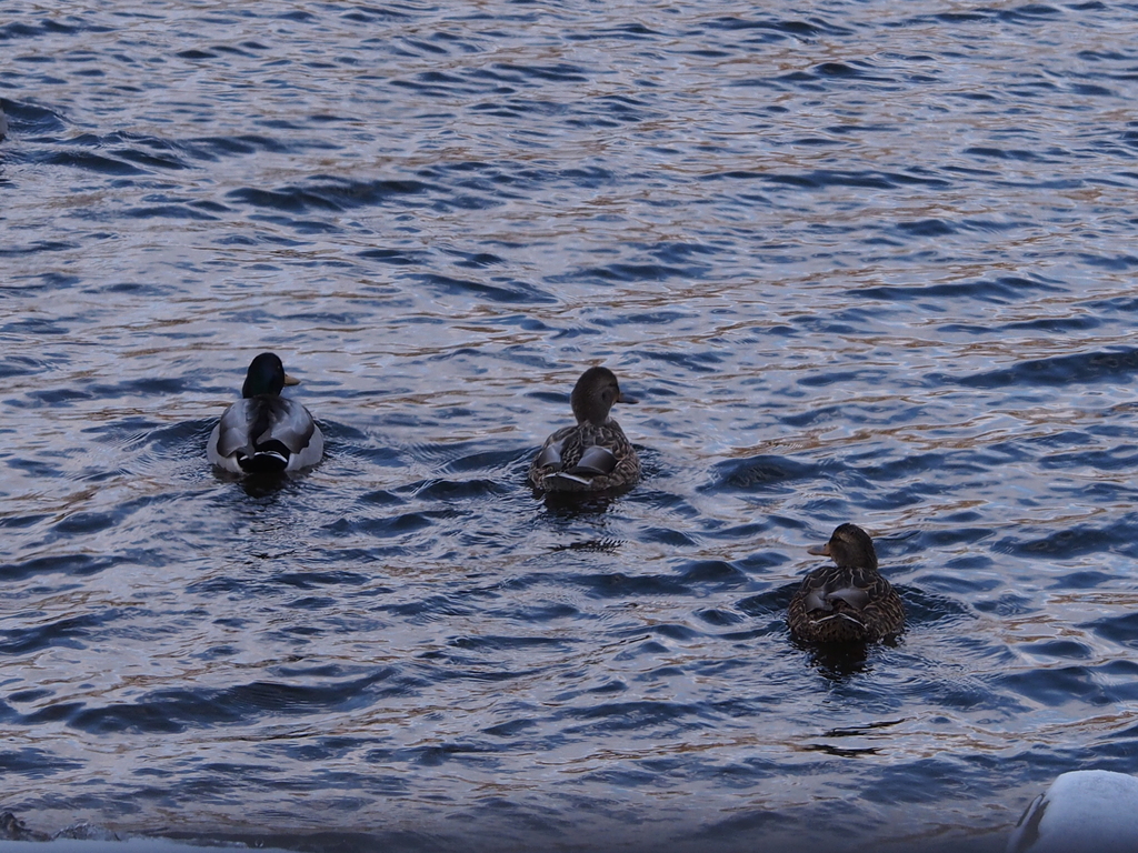 Mallard from Barton Pond, Wines, MI, USA on November 28, 2023 at 0237