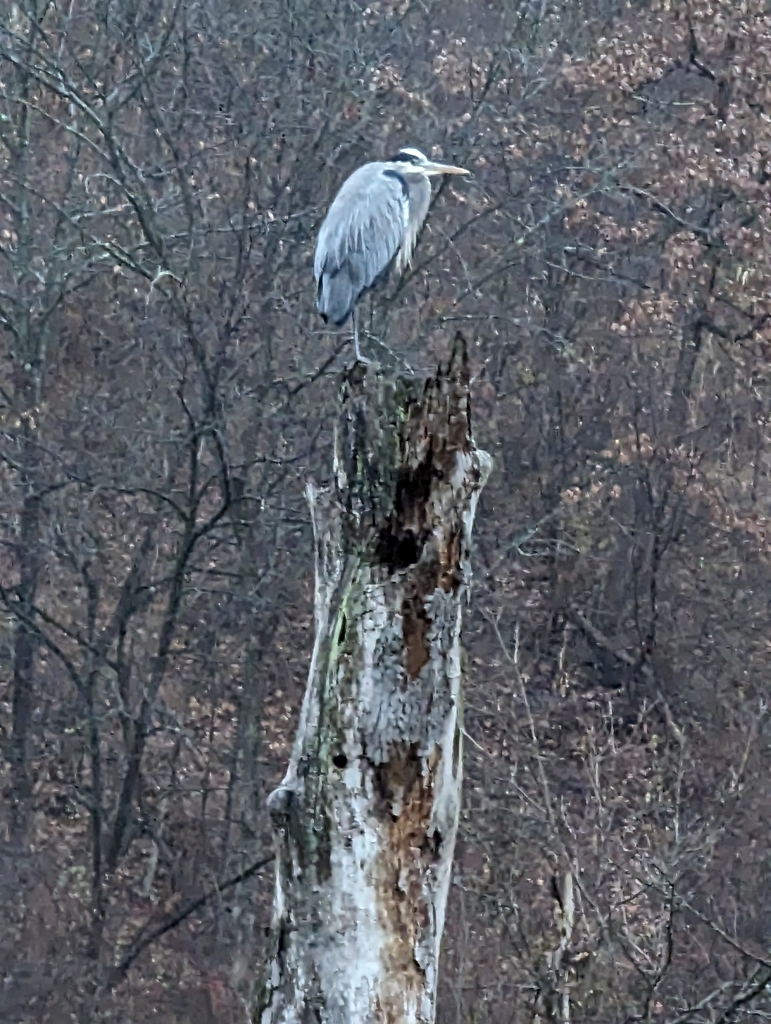 Great Blue Heron from Sagamore Hills Township, OH, USA on December 1